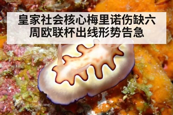 皇家社会核心梅里诺伤缺六周欧联杯出线形势告急